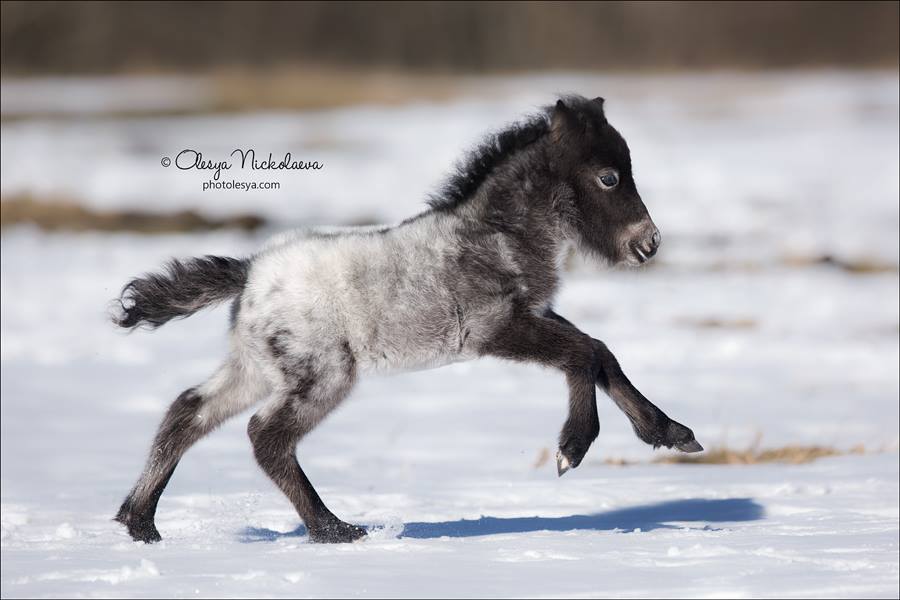 Charming 10 day old filly of Appaloosa pony